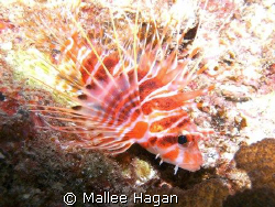 Used a SeaLife DC-800 (f/3.7, 1/164 sec, ISO-64, @9mm), S... by Mallee Hagan 